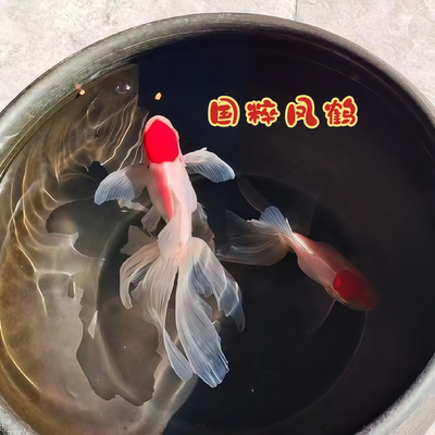 精品蓝丹凤鹅红黑凤鹤鹤顶红国狮狮子头金鱼活鱼传统凤尾观赏鱼