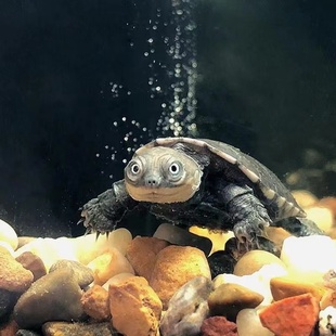 西非侧颈龟西非苗龟沼泽苗圆澳侧颈龟沼泽侧颈龟大鱼缸造景深水龟