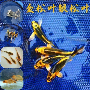 纯种锦鲤鱼风水鱼活鱼小金鱼银红金松叶冷水淡水观赏鱼纯种孔雀系