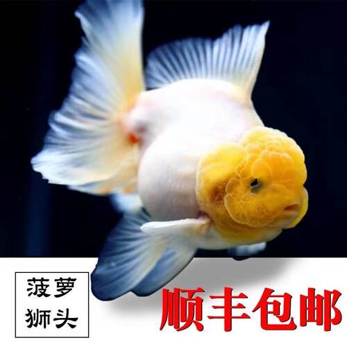 精品菠萝泰狮国粹小型冷水金鱼