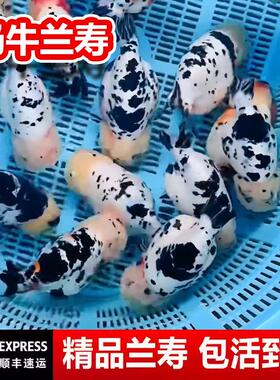 兰寿金鱼奶牛熊猫波妞玉兔精品幼苗冷水麒麟热带潘氏小尾鱼苗红白