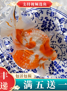 精品鼠头珍珠金鱼活鱼五花红白珍珠鱼小型鱼苗成鱼球形冷水观赏鱼