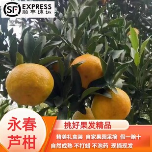 正宗福建永春芦柑应季新鲜孕妇水果整箱10斤礼盒顺丰现摘桔子柑橘