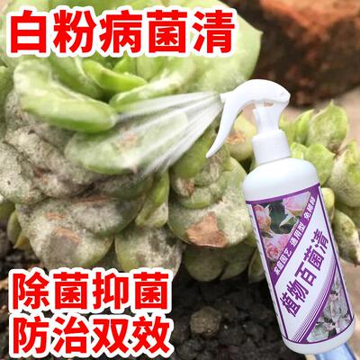 多肉杀菌黑腐专用药化水白粉病根腐枯萎煤烟病落叶多肉病菌清预防
