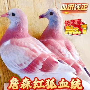 纯詹森红狐血统赛鸽幼鸽一对带环包邮