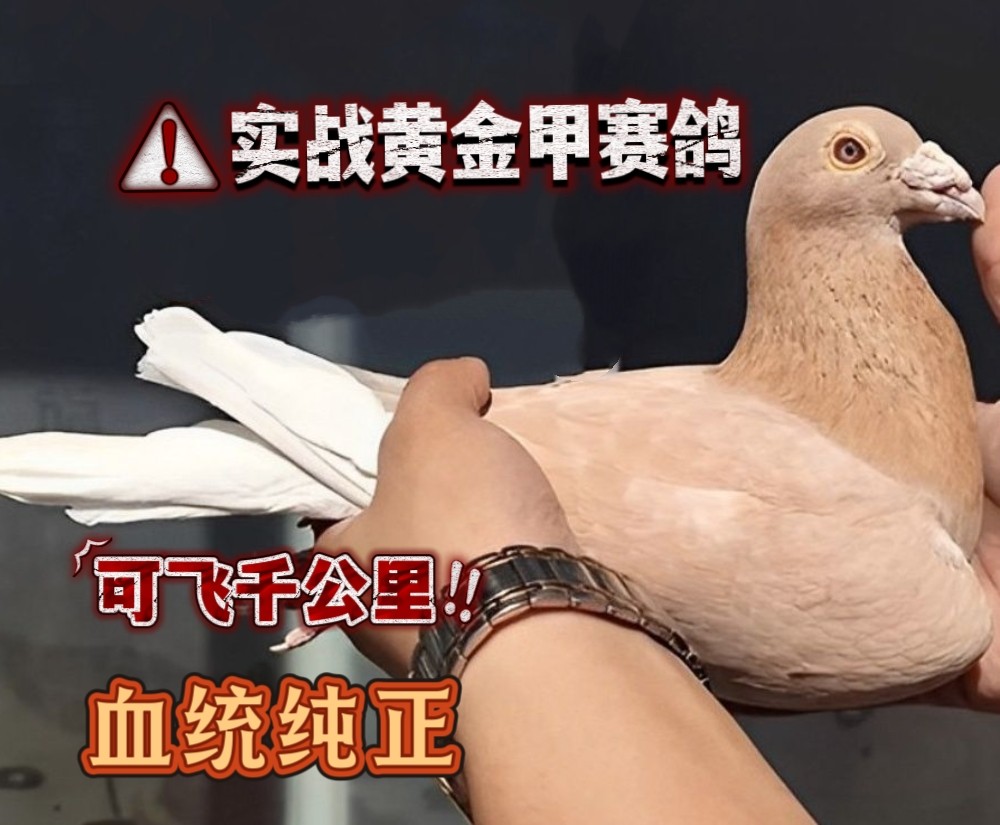 精品实战黄金甲赛鸽信鸽幼鸽一对带环包邮包活