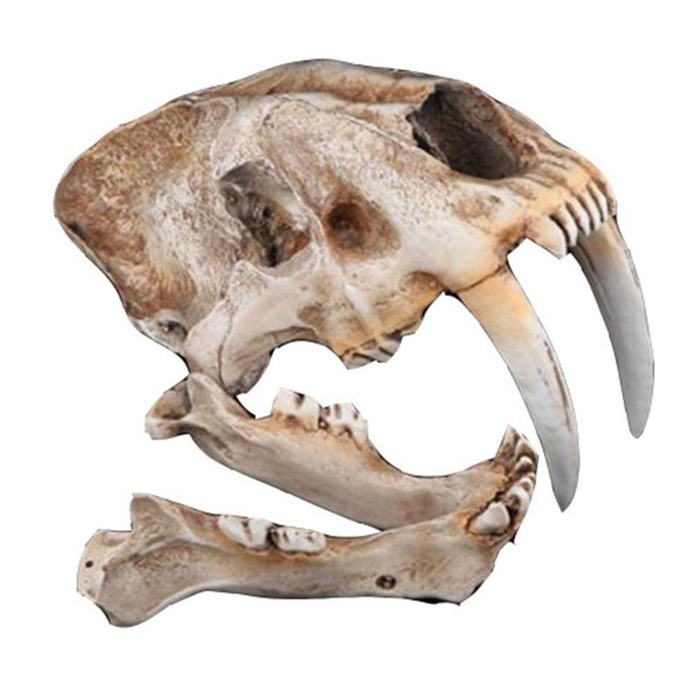 米色美洲剑齿虎头骨模型仿古生物化石动物树脂工艺品收藏摆件装饰,畜牧/养殖物资,畜牧/养殖器械,淘宝优惠券,粉丝福利购,淘宝优惠卷