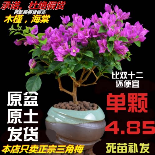 盆栽开花不断室内花卉三角梅