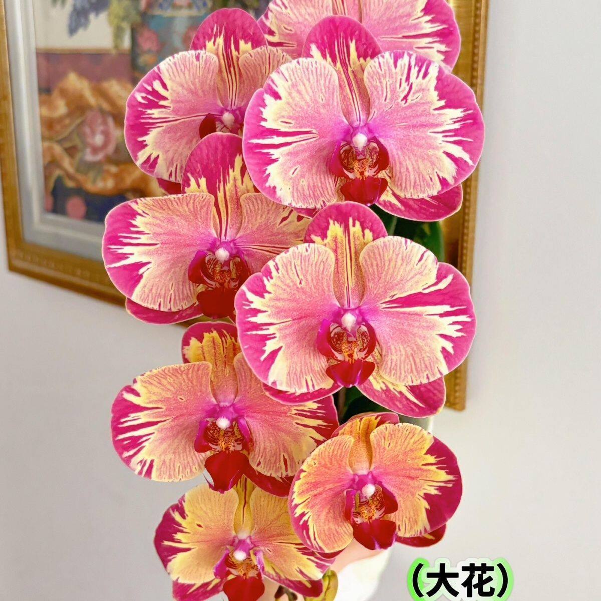 【砂糖橘闪边】蝴蝶兰单花剑2.8大苗室内盆栽四季开花浓香