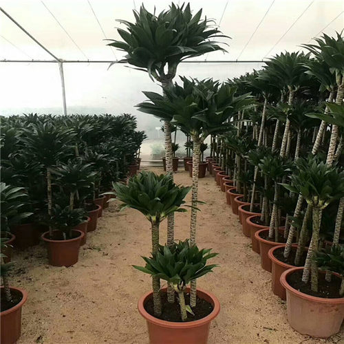 盆栽绿植太阳神朱蕉桌面