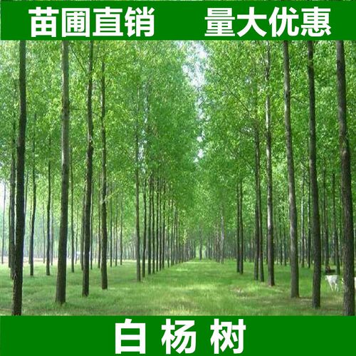 白杨树苗107白杨速生苗3804无絮杨中华红叶杨绿化植物造林杨树苗