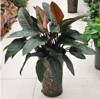 大叶红钻 金钻/蔓绿绒吸甲醛 净化空气 金钻 植物 盆栽 室内花卉