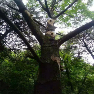 精选天然四川土漆 山漆 国漆 寿木专用大漆  漆农自产天然生漆