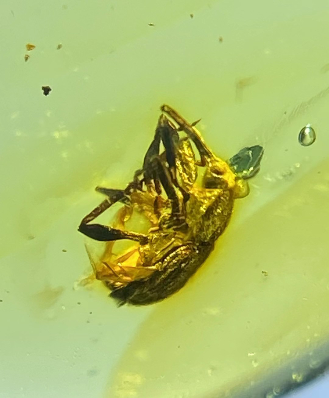 天然缅甸琥珀虫珀0314长鼻子象甲