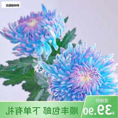 牡丹菊波斯菊居家瓶插水养鲜花装饰真花云南昆明斗南基地直发牡丹