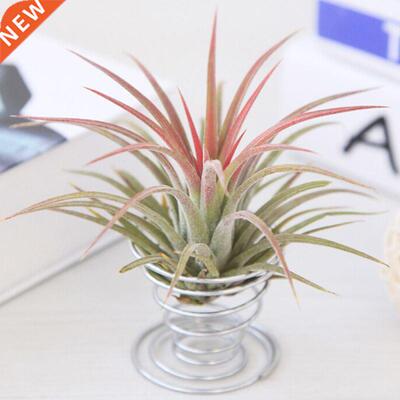 Hot Sell Metal Spring Air Plant Holder Hanging Rack Stand Co