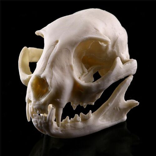 Realistic Cat Skull Resin Replica Teaching Skeleton Model Aq