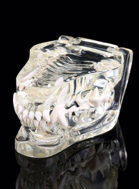 Transparent Dog Teeth Jaw Tooth Model Anatomical Teaching De