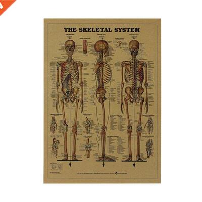 1pcs The Skeleton of The Body Structure Nervous System Poste