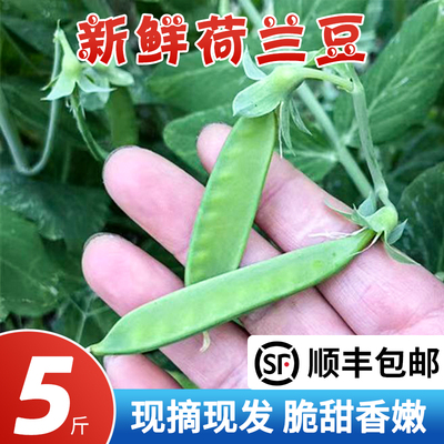 乔诚青豆荚荷兰豆新鲜豌豆角现摘