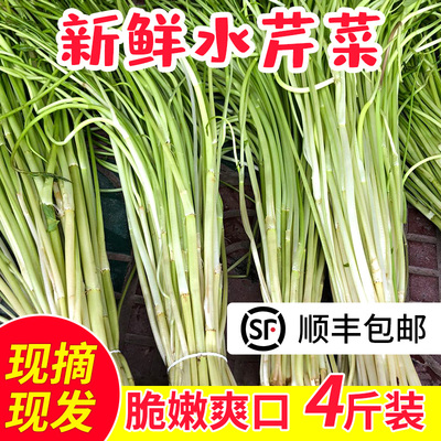 乔诚新鲜蔬菜野生水芹菜现挖现发
