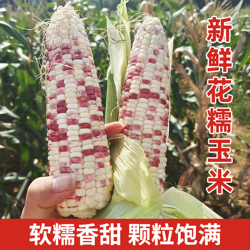 农家带壳花糯玉米彩色紫色甜糯玉米生水果玉米新鲜棒带皮整箱现摘