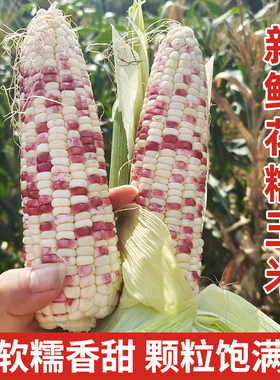 农家带壳花糯玉米彩色紫色甜糯玉米生水果玉米新鲜棒带皮整箱现摘