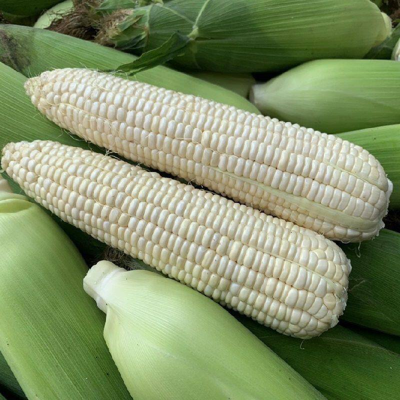 苏北新鲜糯玉米新鲜白糯玉米带壳糯玉米苞米棒当季蔬菜现摘现发图片