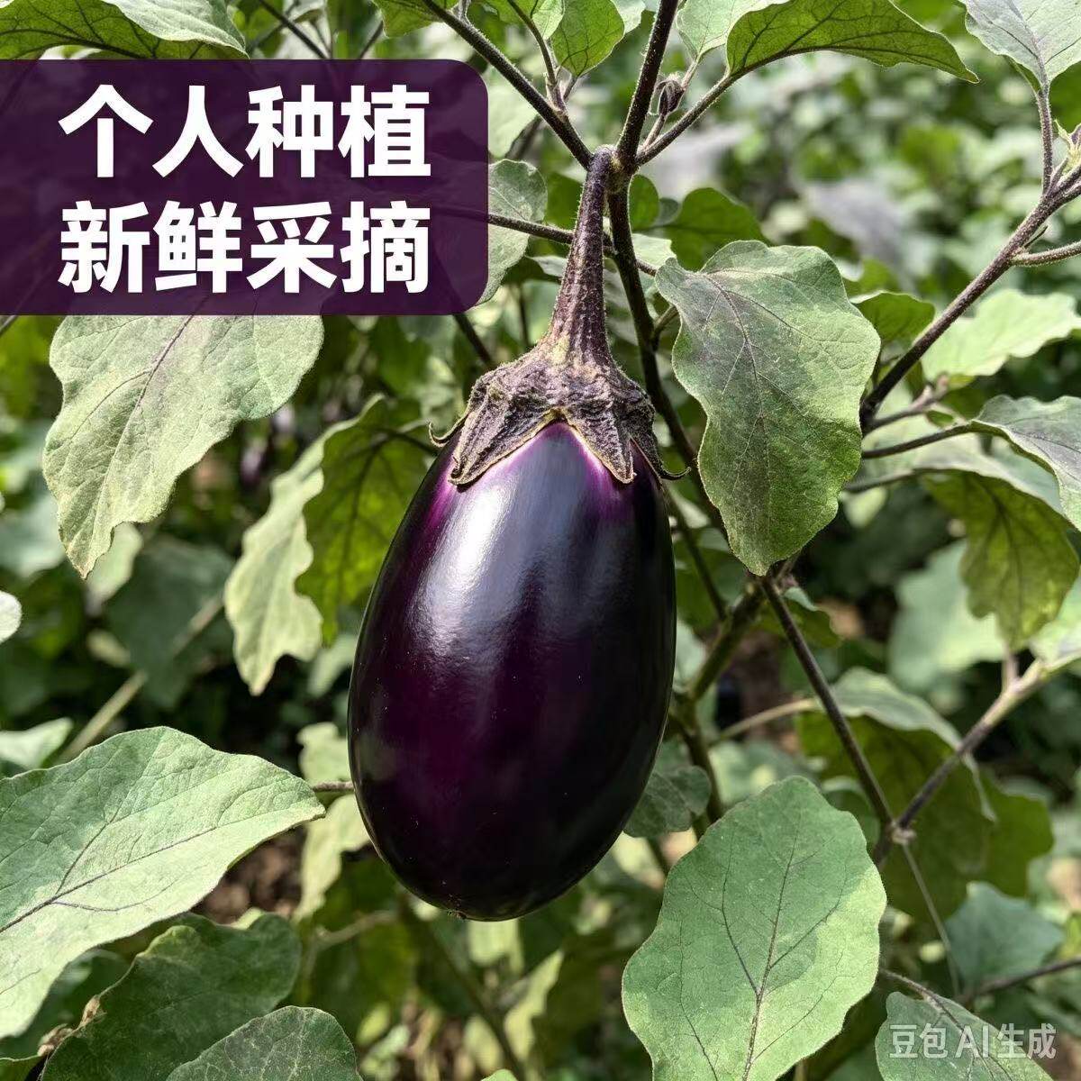 盐城农家时令蔬菜烧烤紫光茄子新鲜老品种圆茄子灯泡茄子现摘现发