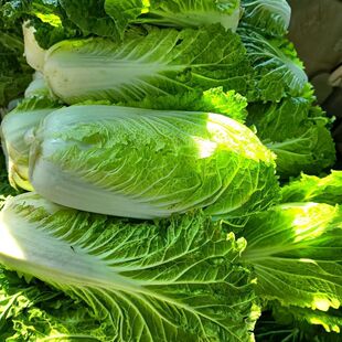 苏北露天霜冻大白菜黄心白菜新鲜可做酸辣大白菜农家时令蔬菜