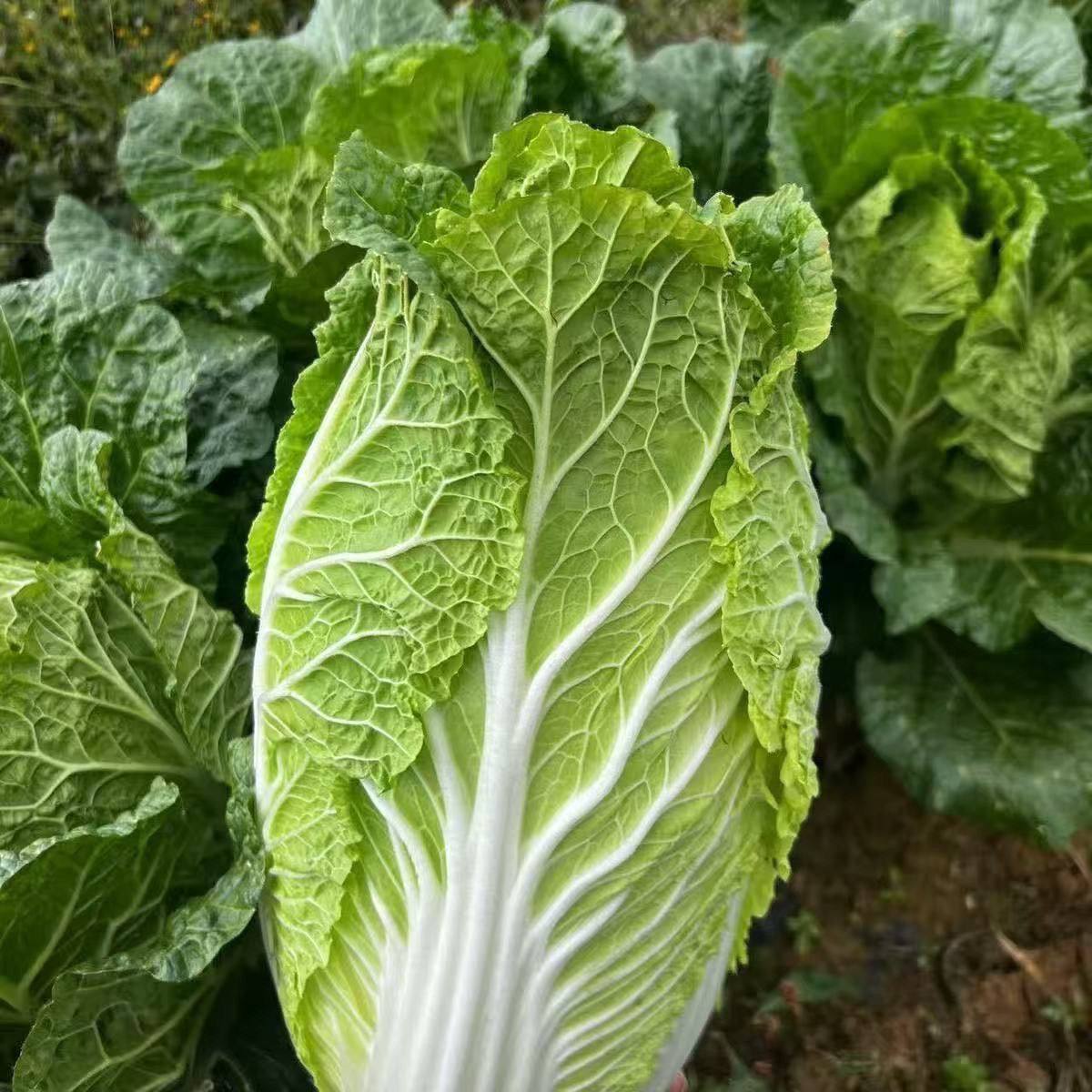 东台农家霜冻新鲜蔬菜大白菜娃娃菜东北山东鲜嫩小白菜现摘青菜,水产肉类/新鲜蔬果/熟食,其它,淘宝优惠券,粉丝福利购,淘宝优惠卷