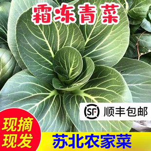 苏北农家露天大青菜带虫眼无农药烫火锅油菜苏州青上海青时令蔬菜