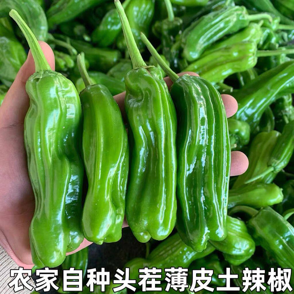 新鲜辣椒薄皮青椒芜湖微辣虎皮杭椒菜椒农家自种蔬菜微辣现摘批发
