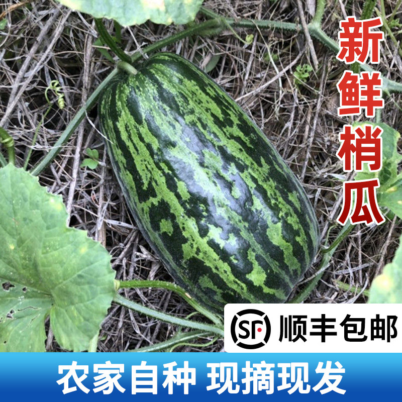 苏北农家新鲜瓜果花皮水瓜烧瓜梢瓜菜瓜黑皮无糖脆瓜凉拌现摘现发