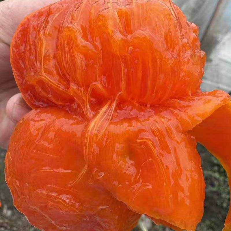 苏北东台农家小方大软甜柿子新鲜流心无核水晶小柿子当季水果软甜图片