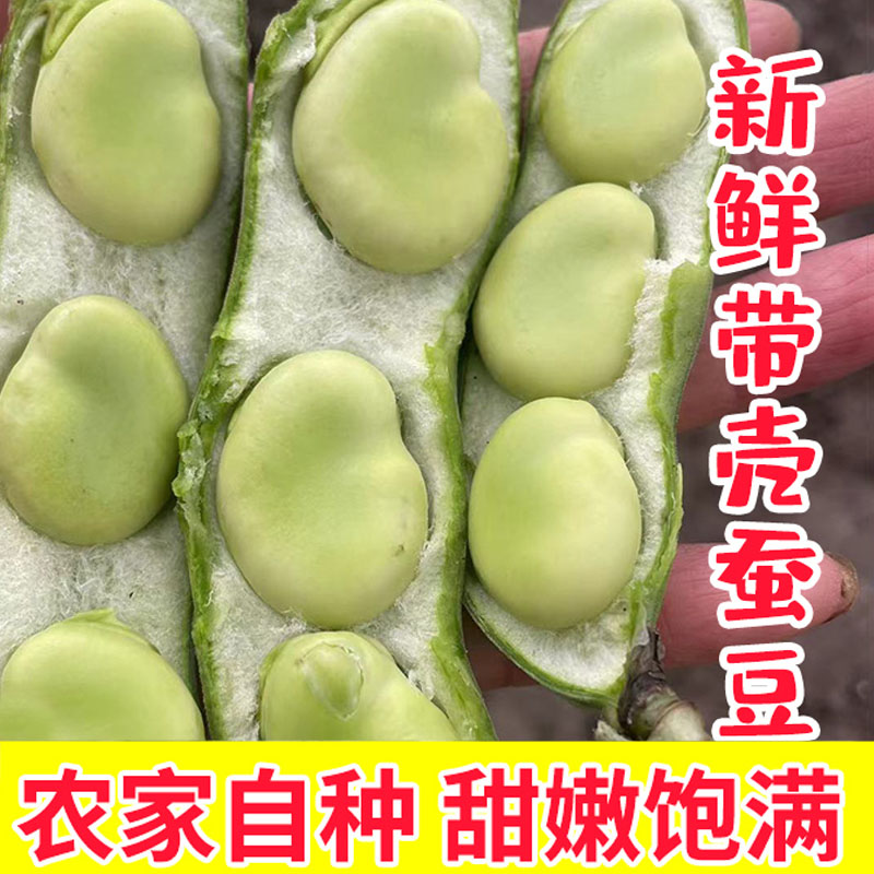 罗汉豆新鲜蔬菜生蚕豆胡豆乔诚