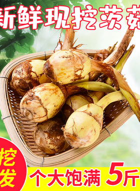 苏北新鲜蔬菜山茨菇白慈姑茨菰马蹄荸荠燕尾草地栗芽菇特产兹池姑