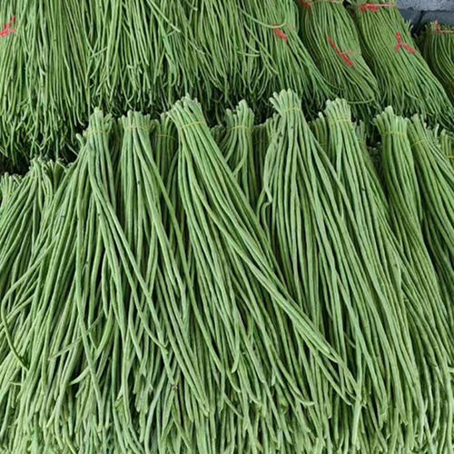 乔诚长缸豆长豆角四季豆现摘现发
