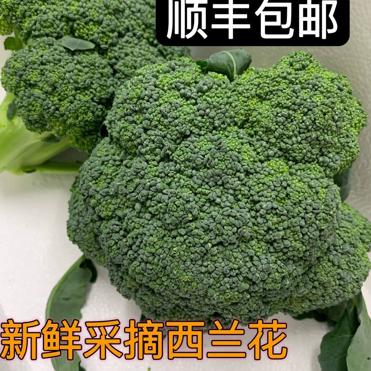 江苏农家现摘西兰花新鲜西蓝花绿青花菜花椰菜脆嫩菜花时令蔬菜