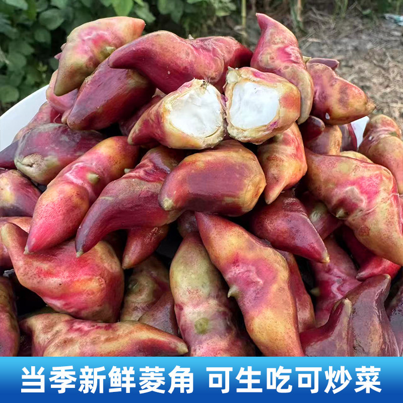 苏北洪湖红菱角新鲜生野生两角带壳老菱角棱凌角时令蔬菜现摘现发图片