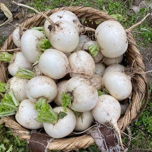 东台农家带泥小圆白萝卜新鲜大白罗卜苏菜可腌泡菜时令蔬菜现挖