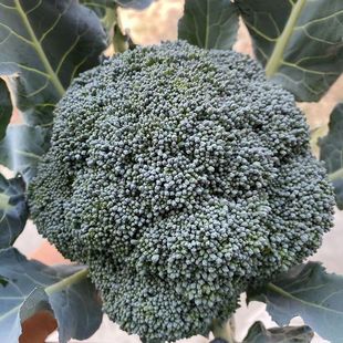 江苏农家现摘西兰花新鲜西蓝花绿青花菜花椰菜脆嫩菜花时令蔬菜