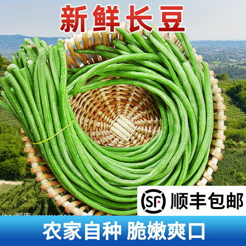 乔诚长缸豆长豆角四季豆现摘现发