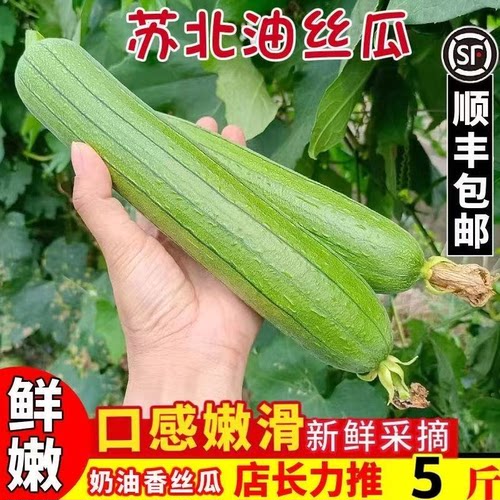 乔诚白玉老品种香丝瓜现摘现发