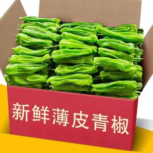 鲜现摘薄皮微辣青椒芜湖椒虎皮椒皱皮椒尖椒新鲜蔬菜整箱批发