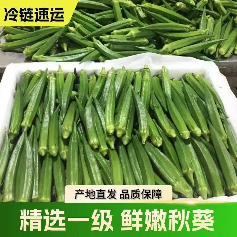 乔诚新鲜蔬菜黄秋葵现摘现发图片