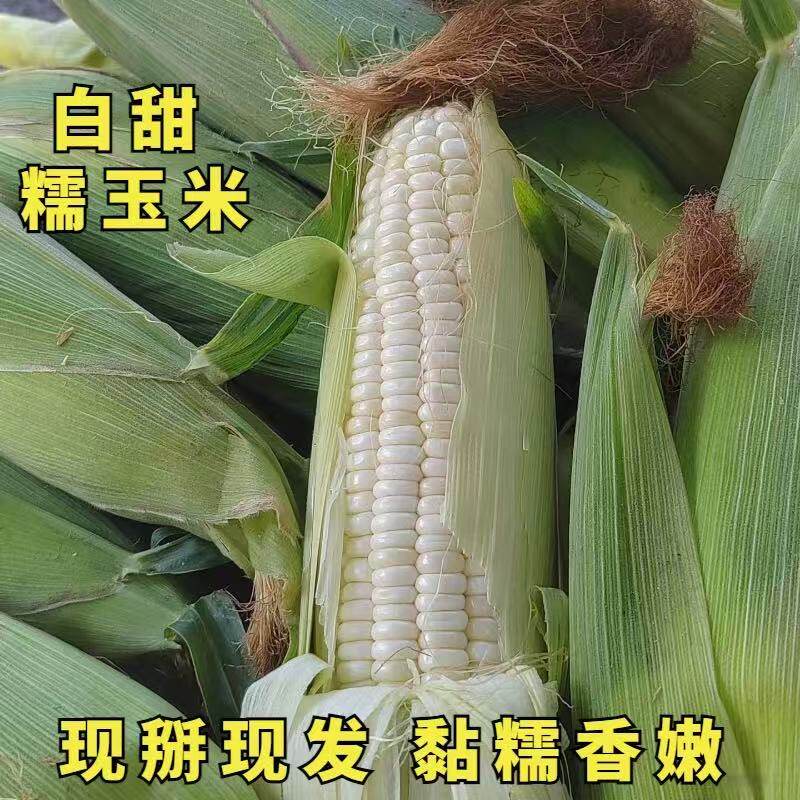 苏北农家现摘新鲜带皮老品种香甜糯白玉米糯玉米糯玉米棒苞米蔬菜图片