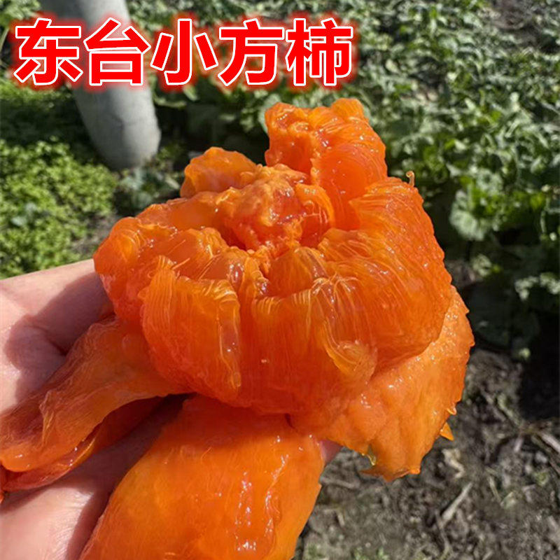 苏北东台农家小方大软甜柿子新鲜流心无核水晶小柿子当季水果软甜图片