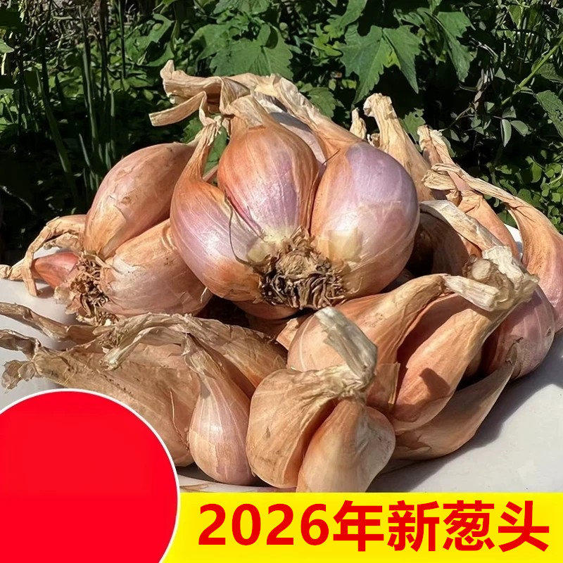 乔诚四季小香葱果子红葱头农家图片