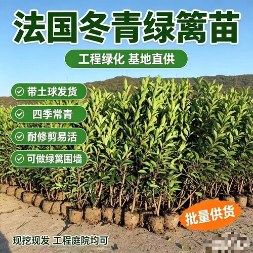 法国冬青篱笆苗常绿庭院围墙